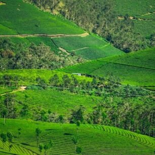 Coimbatore to Munnar